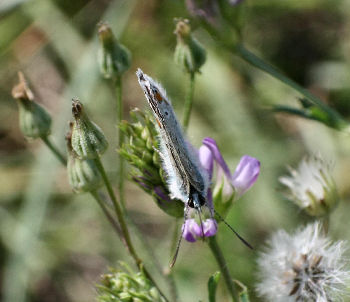 Aricia agestis ?